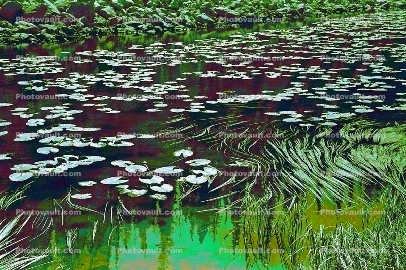 Pond, Lily Pads, toadstools