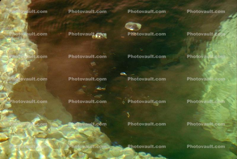 Bubbles in a Hot Spring, Geothermal Feature, activity, Hot Spring, Extremophile, Thermophile