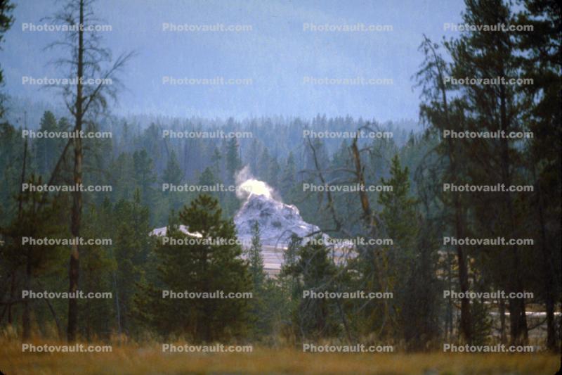 Forest, trees, woodland, geyser, Hot Spring, Geothermal Feature, activity