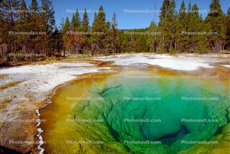 Morning Glory Hot Spring, Geothermal Feature, trees, forest, Hot Spring, activity, Extremophile, Thermophile