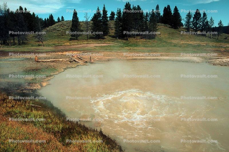 bubbles, steam, trees, Hot Spring, Geothermal Feature, activity