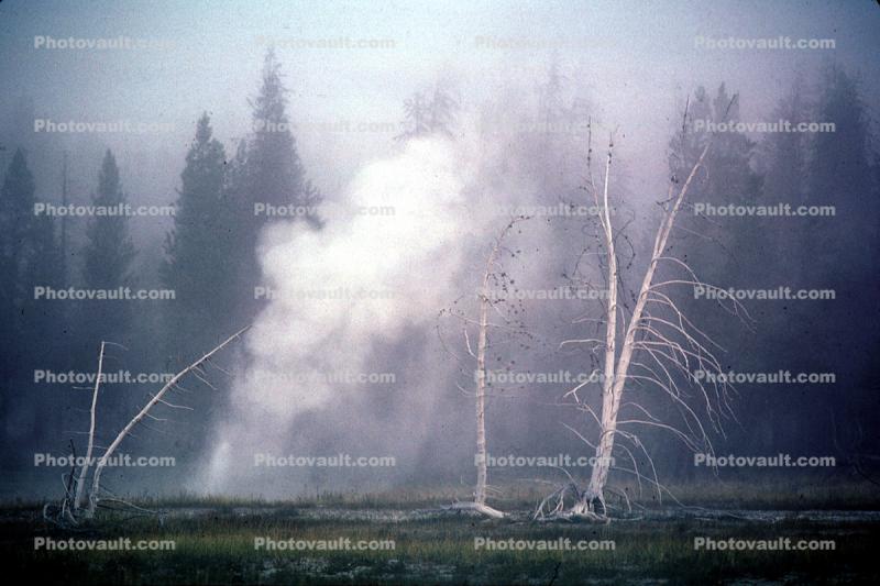 Geothermal Activity, stripped trees, Geyser
