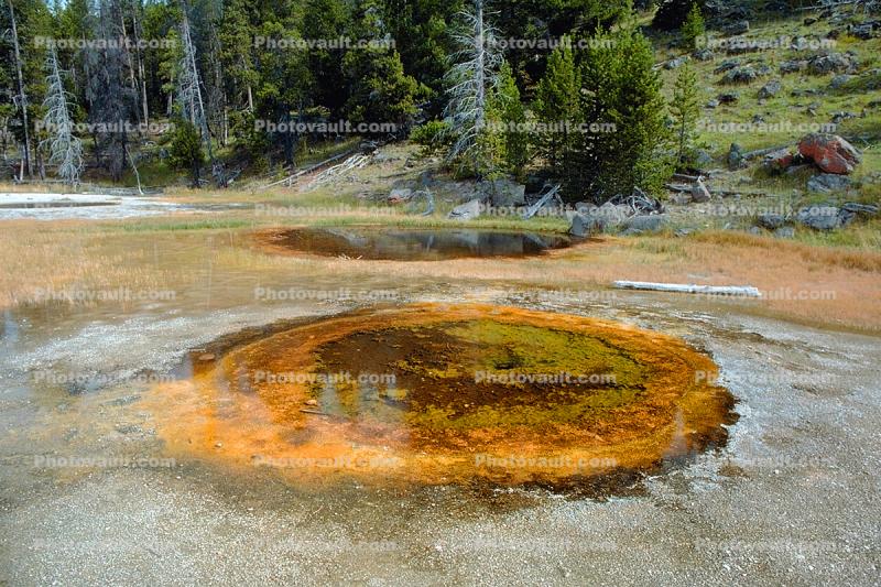 Hot Spring, forest, water, trees, forest, Geothermal Feature, activity
