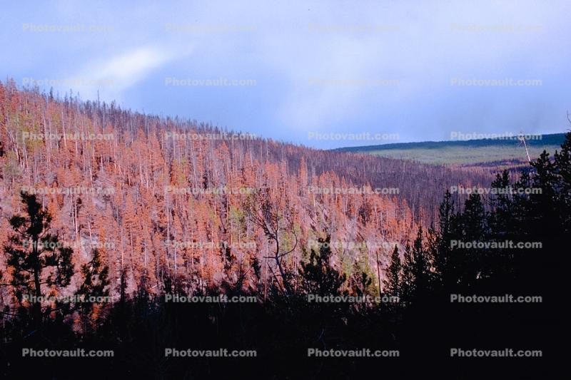 Forest, woodlands, burnt, After the Fire