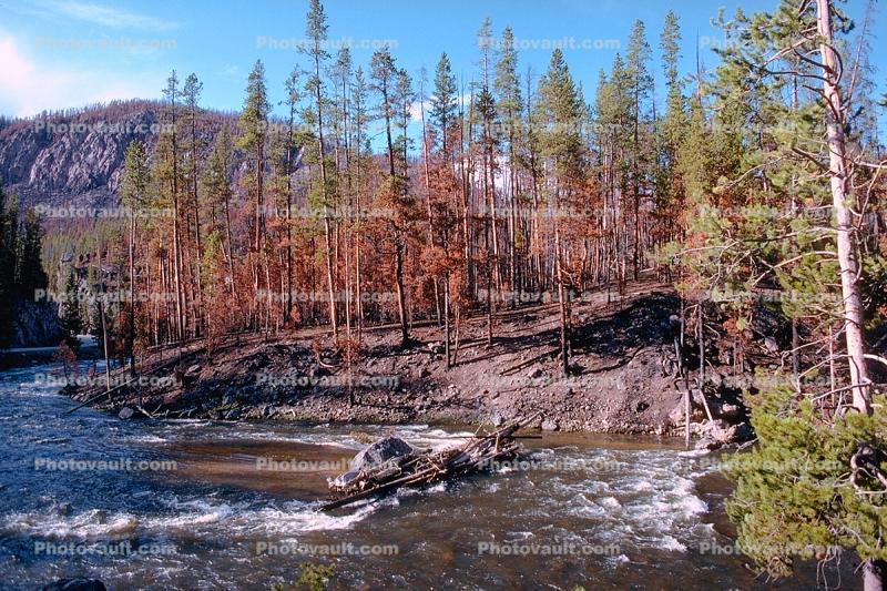 Forest, trees, woodlands, river, renewal After the Fire