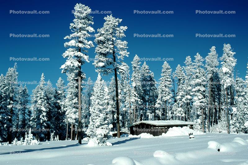 Trees, Forest in the Snow, building