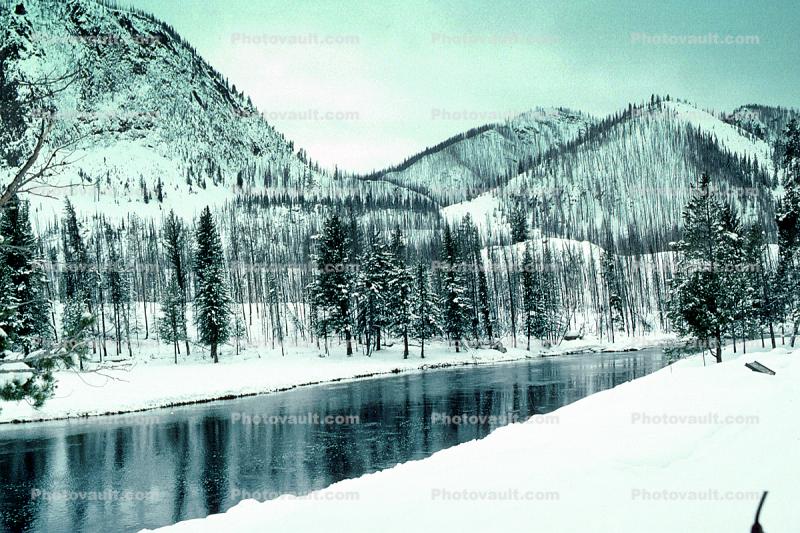 Trees, Forest in the Snow, Yellowstone River, bucolic, stillness, reflection, water