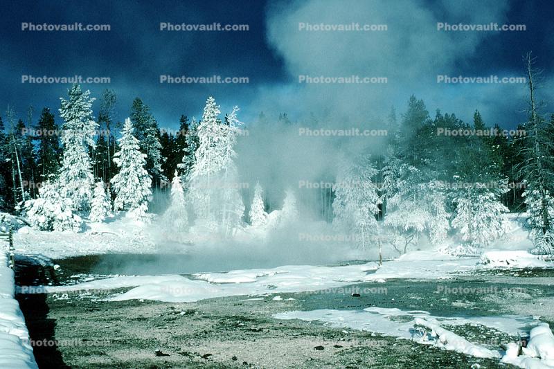 Trees, Forest in the Snow, Geothermal Feature, Snow, Steam, Hot Pools, Springs, Hot Spring, activity, geochemically extreme conditions