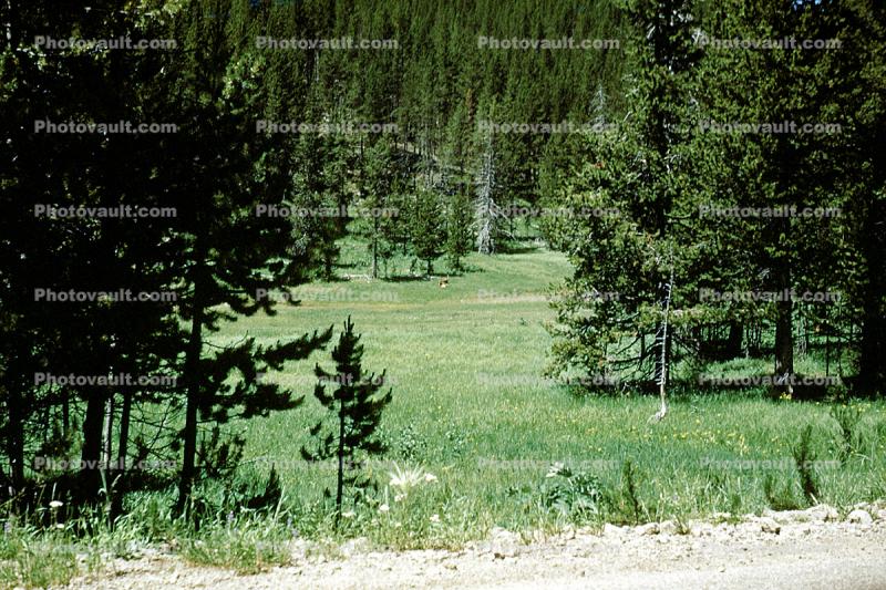Field, Meadow, Pine Trees
