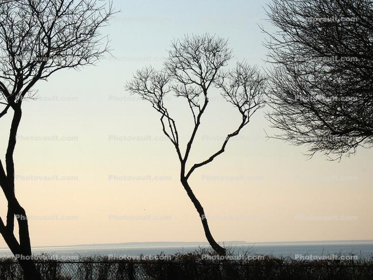 Bare Trees, Long Island