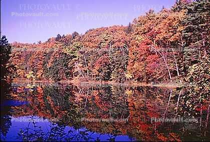 Forest, Woodlands, Trees, Reflection, autumn