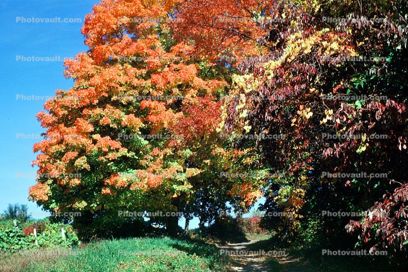 autumnDirt Road, Trees, unpaved, autumn