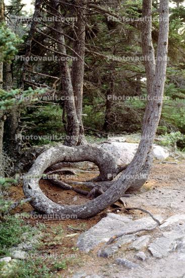 Circular Twist Tree, twistree