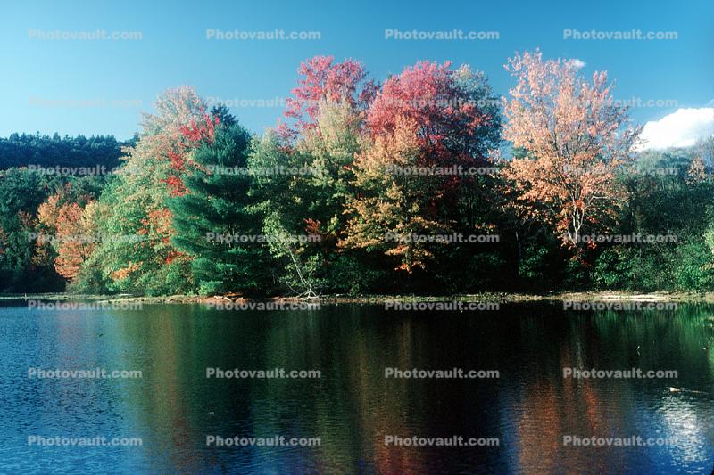 Fall Colors, Autumn, trees, forest, woodlands
