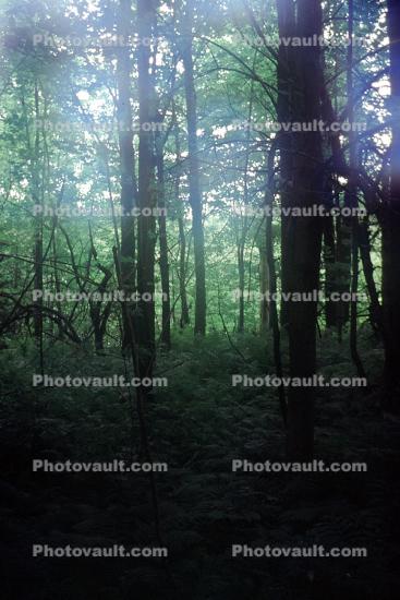 Forest, trees, woodland