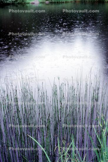 lake, pond, reeds