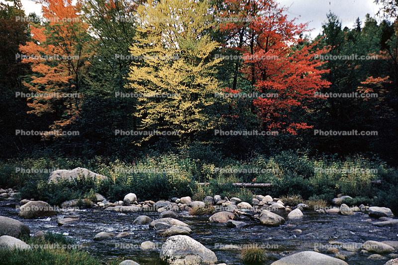 Forest, Woodlands, Trees, River, Rocks, autumn