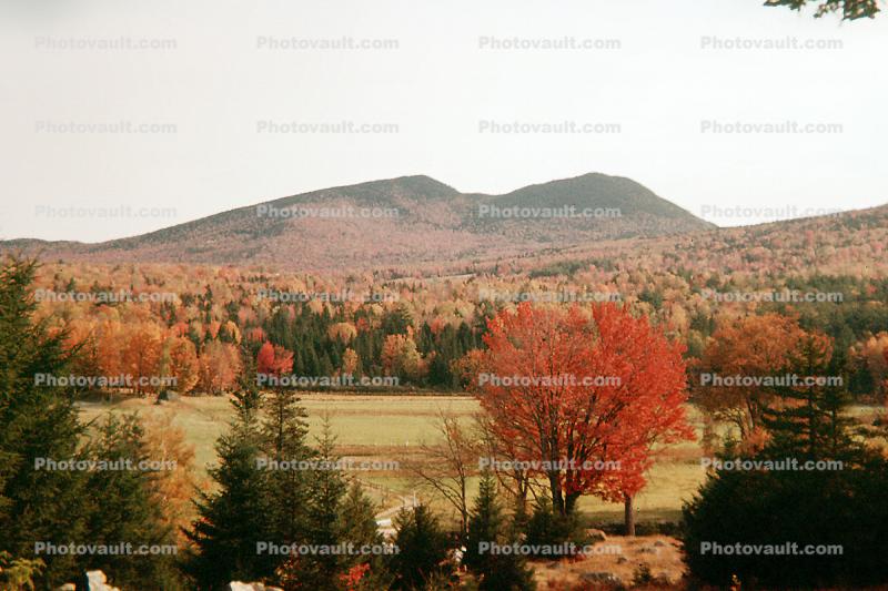 Forest, Woodlands, Trees, Mountain, Hills, Bucolic Valley, autumn
