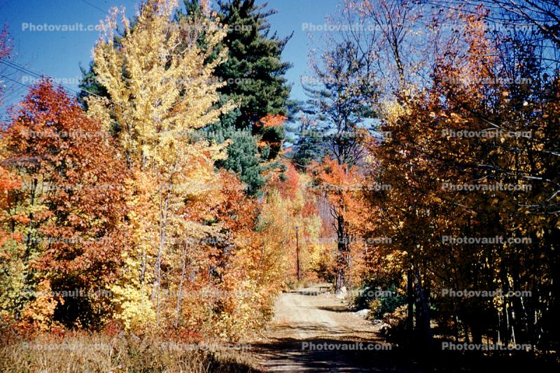 Forest, Woodlands, Trees, Dirt Road, unpaved, autumn