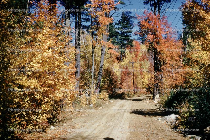 Dirt Road, Forest, Woodlands, Trees, Autumn, unpaved