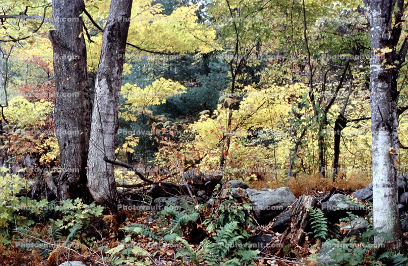 Woodland, Forest, Trees, Rocks, autumn