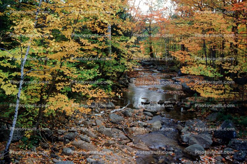Woodland, Forest, Trees, River, Rocks, Stream, autumn