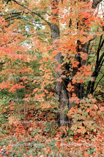 Fall Colors, Autumn, Trees, Vegetation, Flora, Plants, Woods, Forest, Exterior, Outdoors, Outside, Woodlands