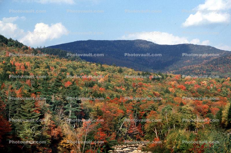 Woodland, Forest, Trees, Mountain, Hills, autumn