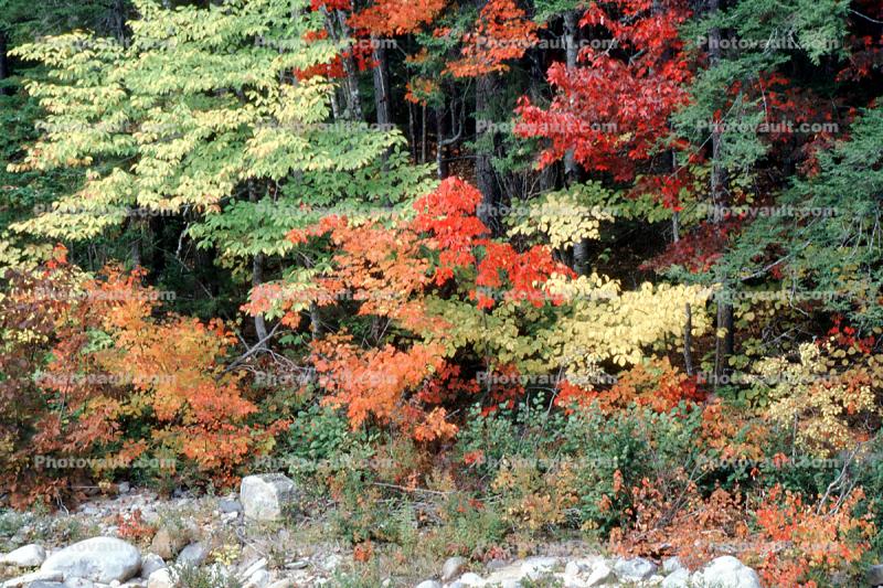 Fall Colors, Autumn, Trees, Vegetation, Flora, Plants, Colorful