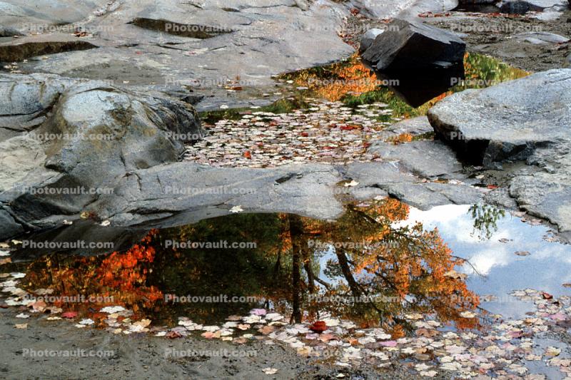 Rocks, Forest, Woodlands, Trees, Reflection, pond, leaves, autumn, Equanimity