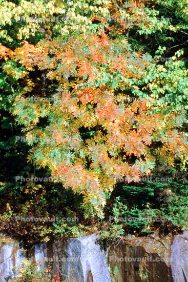 Fall Colors, Autumn, Trees, Vegetation, Flora, Plants, Colorful, Beautiful, Magical, Woods, Forest, Exterior, Outdoors, Outside, Rural, peaceful