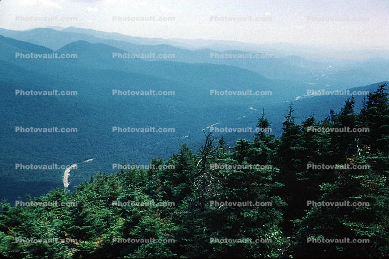 Forest, trees, woodland, mountains