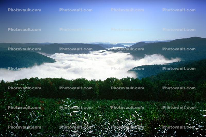 Valley, Fog, early morning, Forest, trees, woodland, mountains