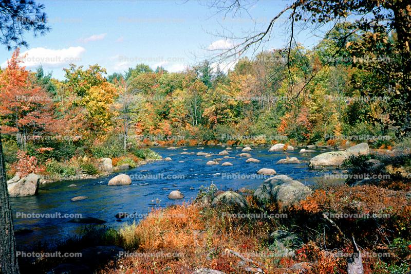Stream, River, Woods, Forest, Deciduous Trees, Fall Colors, autumn, rocks, stone