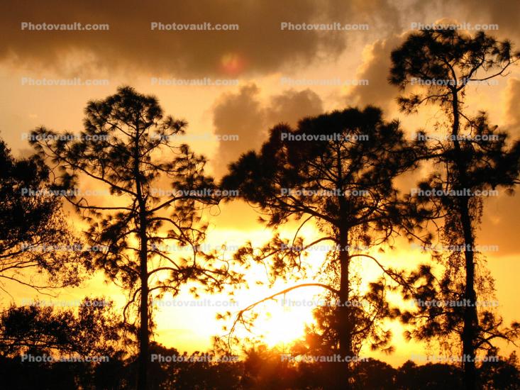 Sunset, Clouds, Trees, Fort Myers, Florida