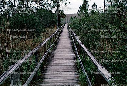 Path, walkway, swamp, rainforest, wetlands