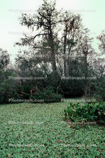 Woods, Forest, Corkscrew Swamp, wetlands