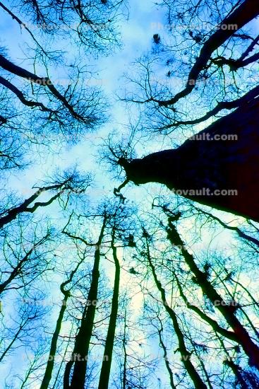 Woods, Forest, looking up, Corkscrew Swamp, wetlands
