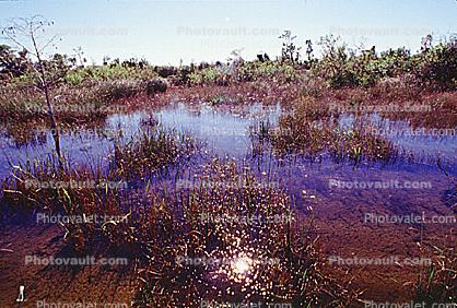 Wetlands, Swamp