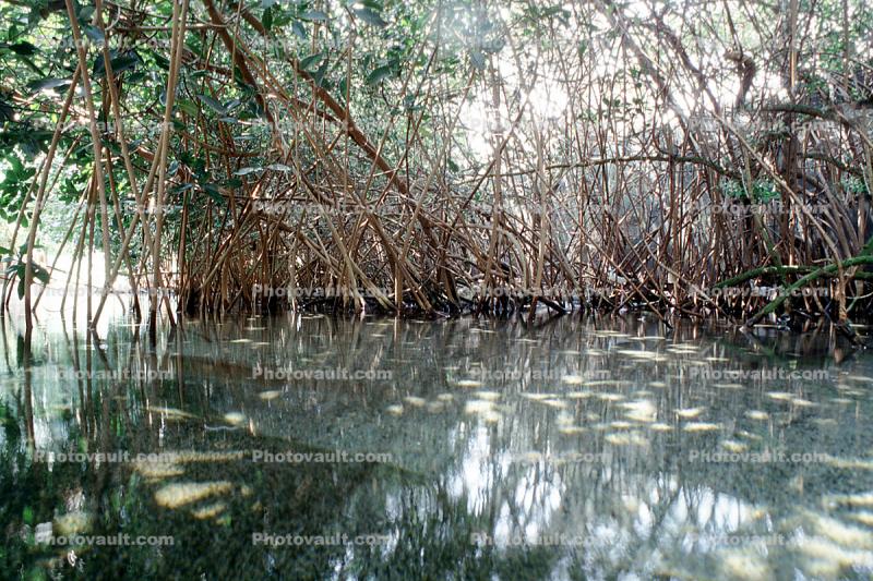 Red Mangrove (Rhizophora mangle), Mangrove Swamp, tree, wetlands