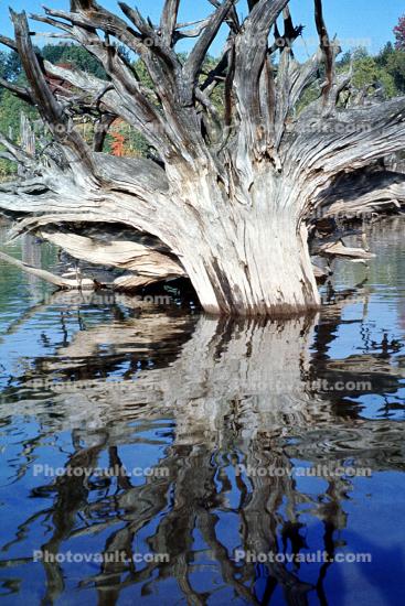 Tree Reflecting in brackish waters, coastal, coast