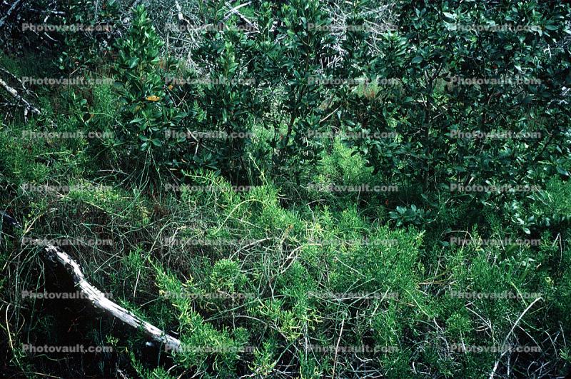 Mangrove Swamp, wetlands