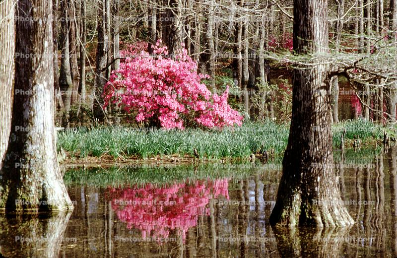 Forest, Woodlands, Trees, Colorful Bush, reflections, lake, pond, water