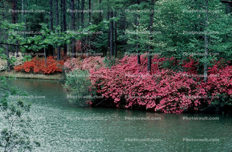 Forest, Woodlands, Trees, Colorful Bush, Stream, Water