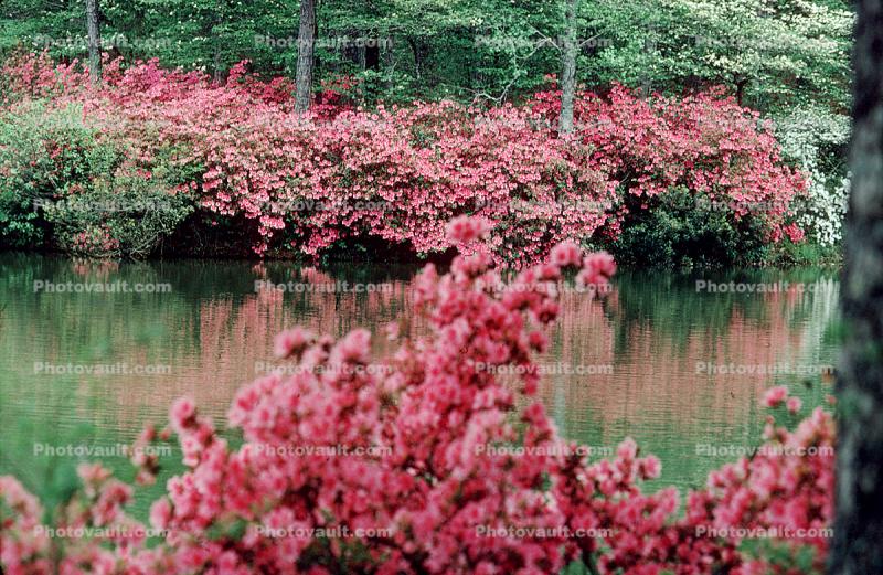 Pond, reflection, Colorful Bush, Stream, Water, flowers, swamp, trees, wetlands