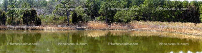 Wetlands, Lake, Trees, Reflection, Panorama