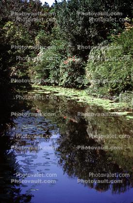 Forest, Woodlands, Trees, Pond, Stream, Water