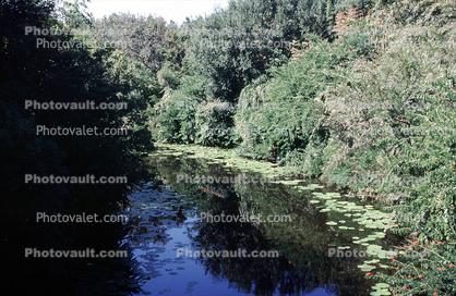Forest, Woodlands, Trees, Pond, Stream, Water