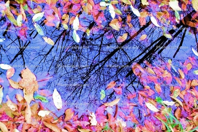 Leaves, Puddle, fall colors, water, autumn