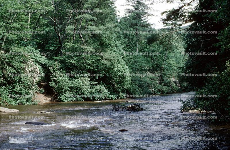 Forest, Woodlands, Trees, River, Stream, deciduous